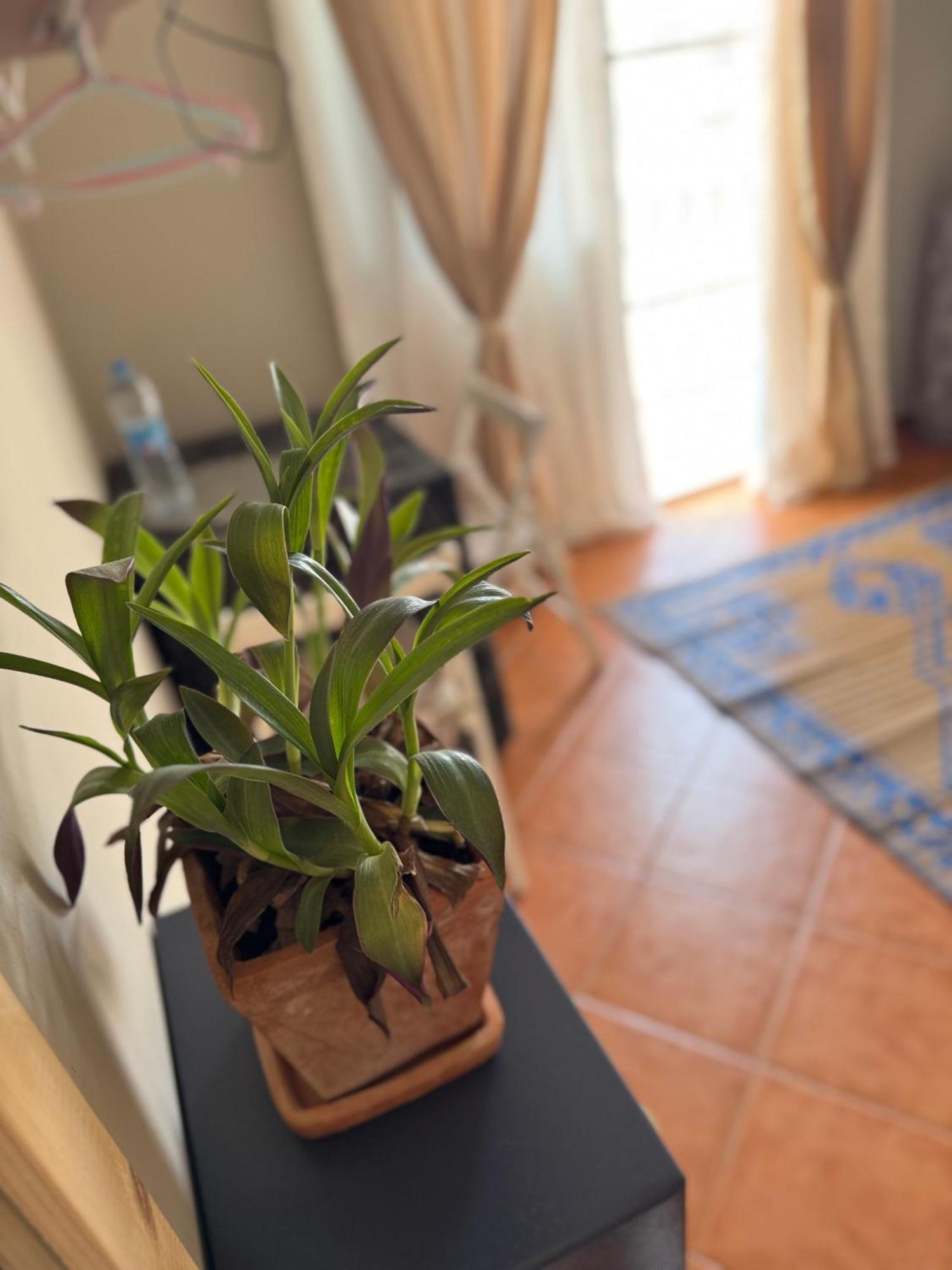 B&B Mi Ma Bo, Sal Rei, Boa Vista, Cape Verde, Free Wi-Fi Exteriér fotografie